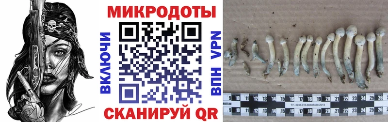 Галлюциногенные грибы Cubensis что такое наркотик Карпинск